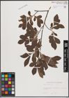 Foto von Salix cinerea L.